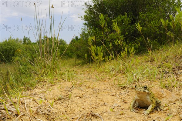 European Green Toad