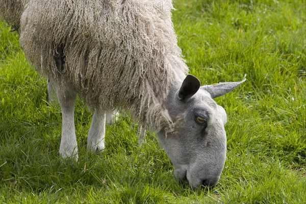 Domestic sheep