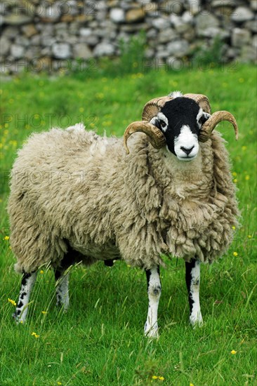 Domestic Sheep