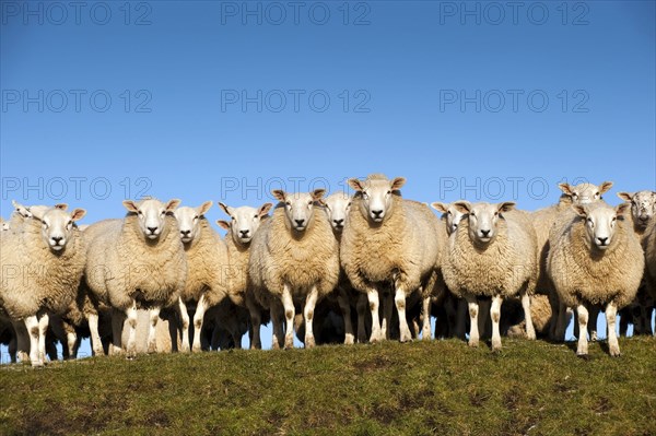 Domestic Sheep