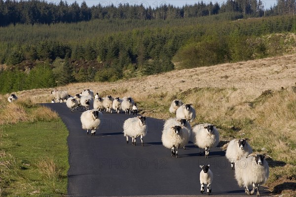 Domestic Sheep