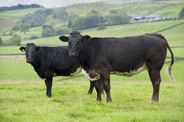 Domestic cattle