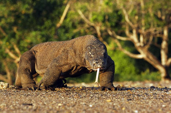 Komodo dragon