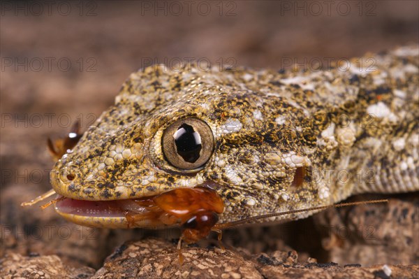 Adult Moorish common wall gecko