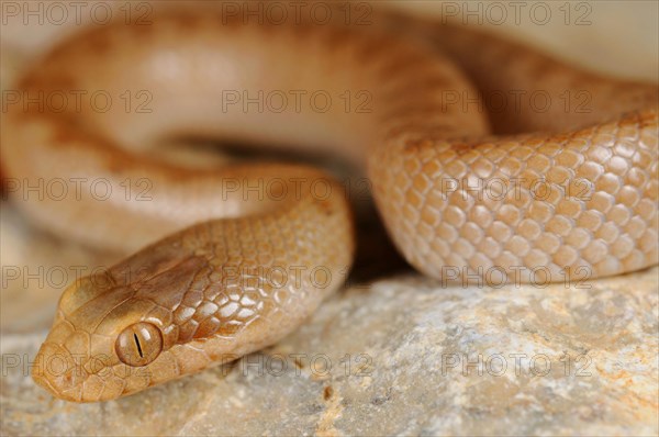 Adder