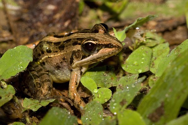 Mascarene rocket frog