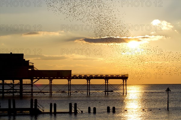 Common Starling