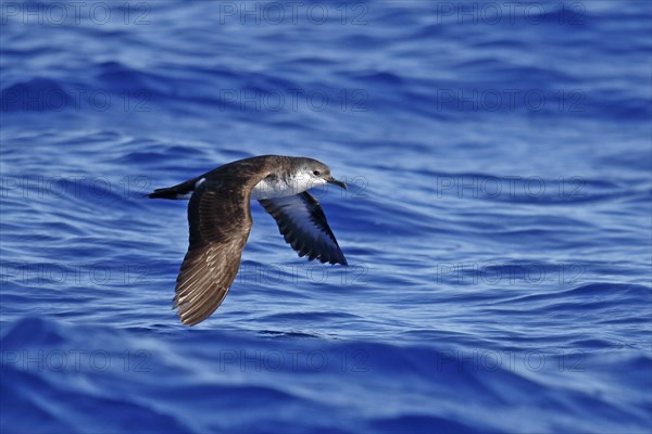 Bannerman's Shearwater