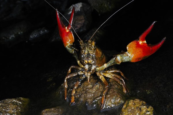 American Signal Crayfish