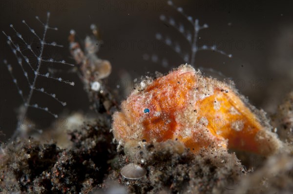 Round spotted frogfish