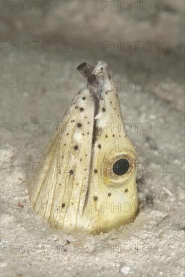 Highfin Snake-eel