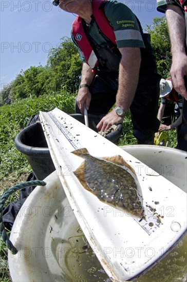 European Flounder