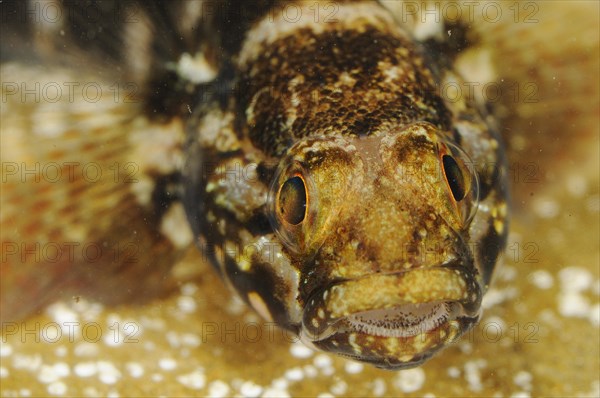 Rock Goby