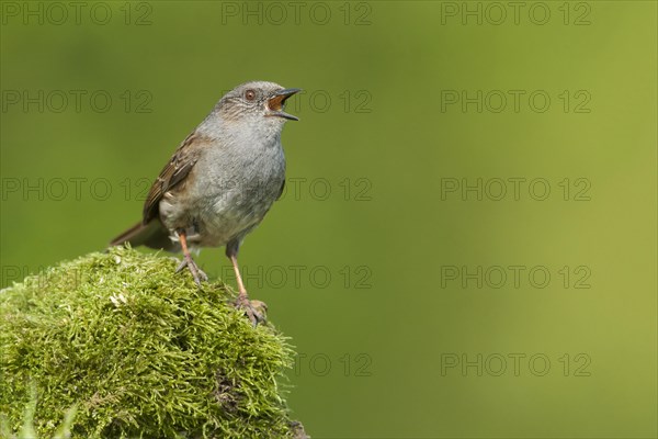 Dunnock