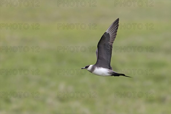 Arctic skuas