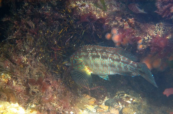 Corkwing corkwing wrasse