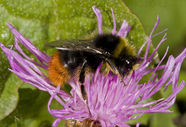 Stone bumblebee