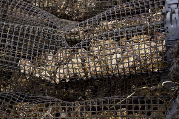 Oysters are covered by the tide in Loch Gruinart on Islay