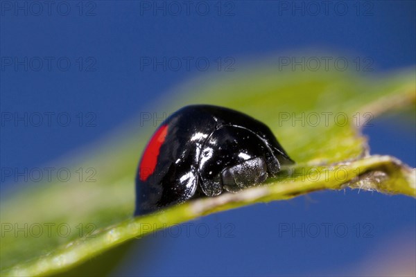 Kidney-spotted globe ladybird