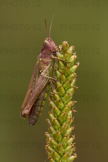 Meadow Grasshopper