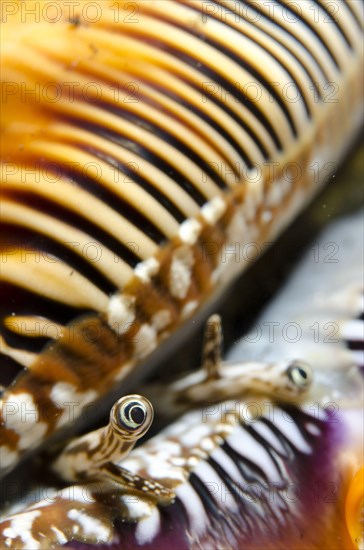 Scorpion Wing Snail