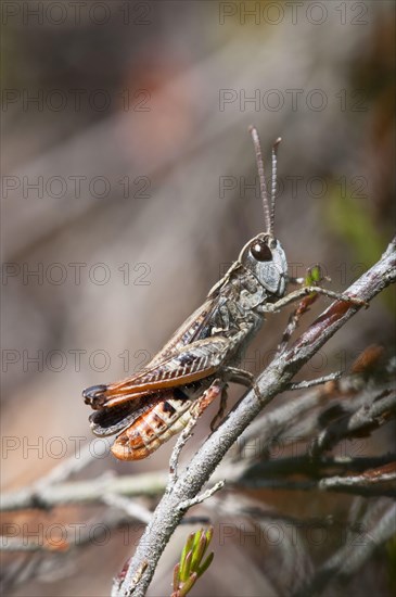 Woodland grasshopper
