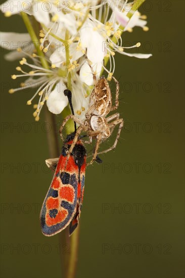 Nursery-web Spider