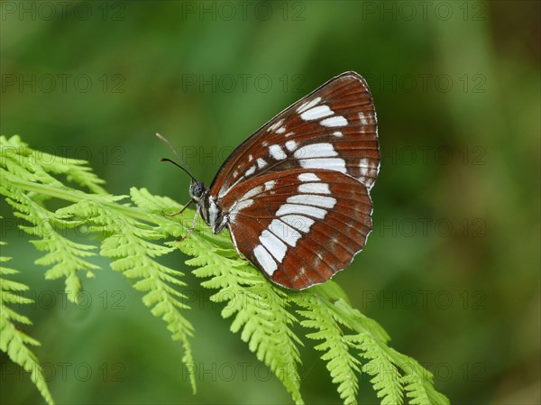 Black Fritillary