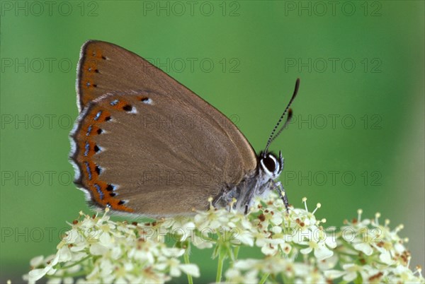 Spanish Blue Hairstreak