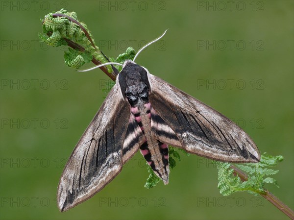 Privet hawkmoth