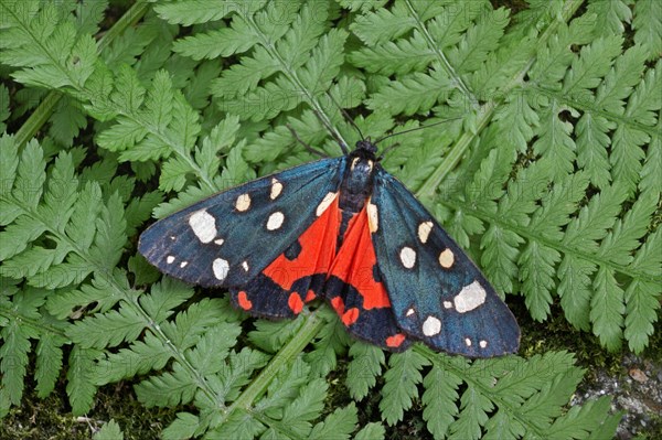 Scarlet tiger moth