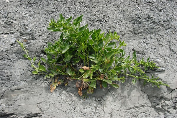 Sea beet