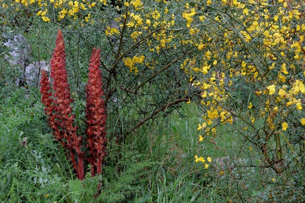 Large greater broomrape