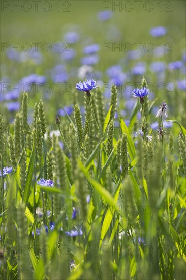 Cornflower