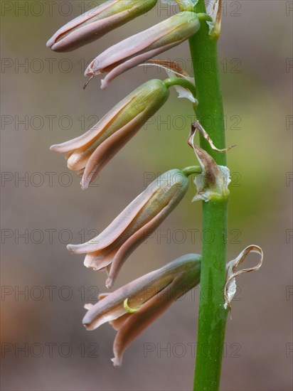 Brown bluebell