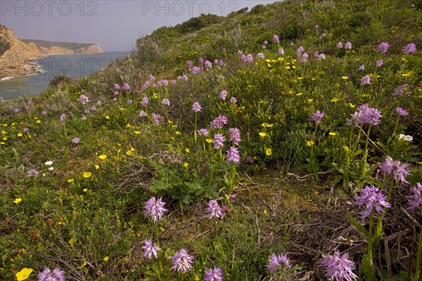 Naked naked man orchid