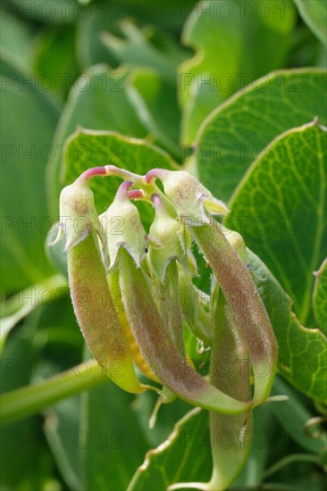 Sea Pea