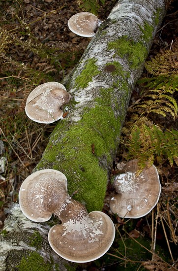 Birch Polypore