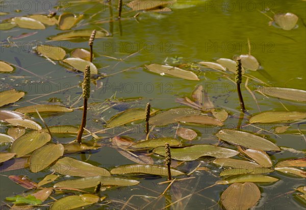 Broad-leaved Pondweed