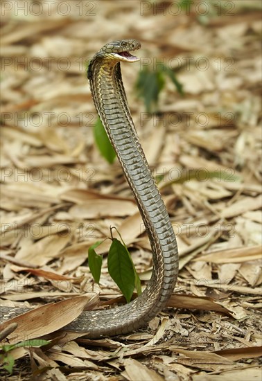 King cobra