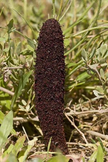 Maltese Fungus