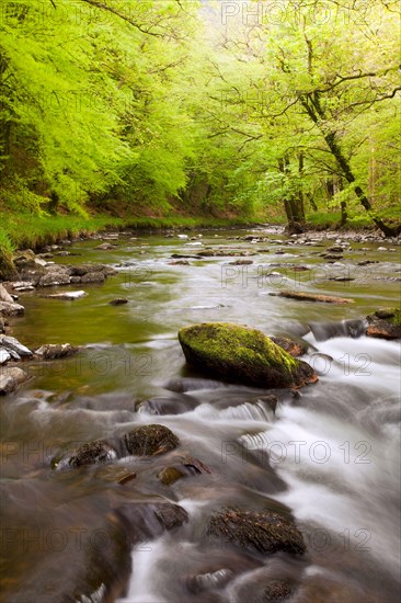 River flowing through ancient beech wood at dawn