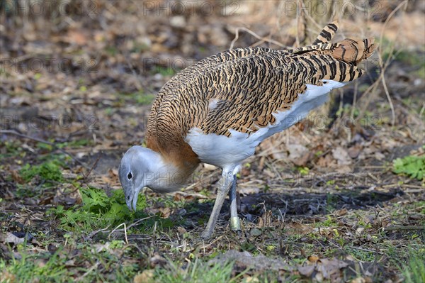 Great bustard