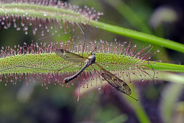 Snake caught from cape sundew