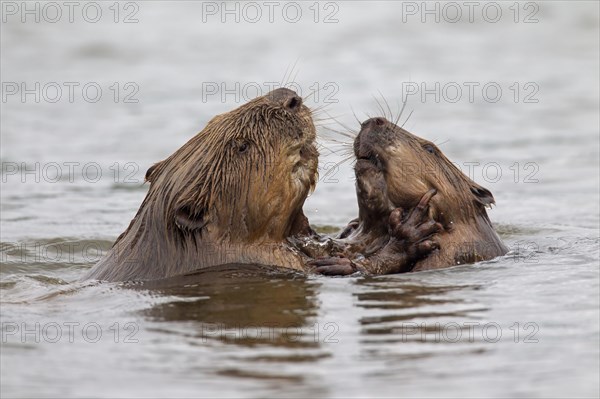 Close-up of two Eurasian beavers