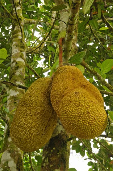 Jackfruit tree