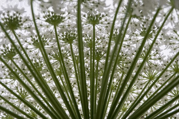 Giant hogweed