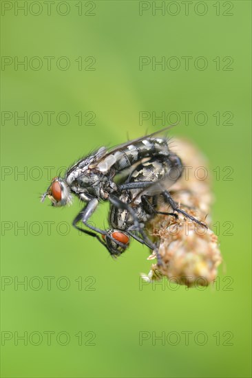 Grey flesh fly