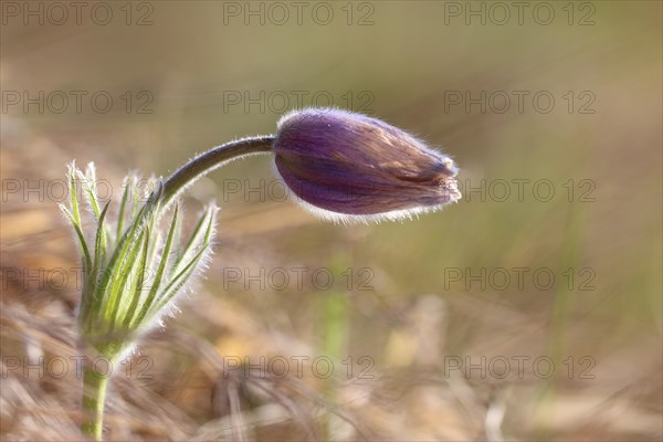 Common pasque flower