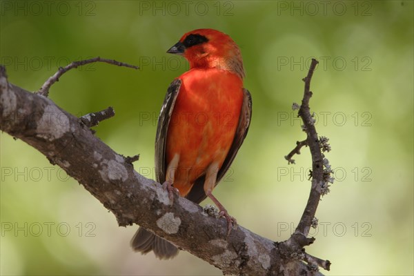 Madagascar weaver